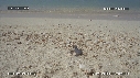 BEBES TORTUES, FREGATES