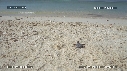 BEBES TORTUES, FREGATES