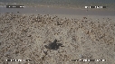 BEBES TORTUES, FREGATES