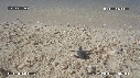 BEBES TORTUES, FREGATES
