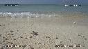 BEBES TORTUES, FREGATES