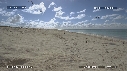 FREGATES, BEBE TORTUES