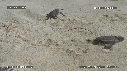 BEBES TORTUES