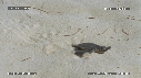 BEBES TORTUES