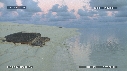 TORTUE VERTE
