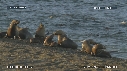 OTARIES