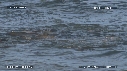 OTARIES
