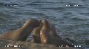 OTARIES