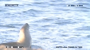 OTARIES