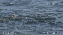 OTARIES