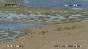 OTARIES, PISCINE