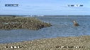 OTARIES, PISCINE