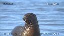 OTARIES, PISCINE