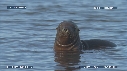 OTARIES, PISCINE