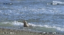 OTARIES
