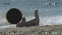 OTARIES