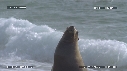 OTARIES