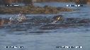 OTARIES, PISCINE