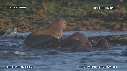 OTARIES, PISCINE
