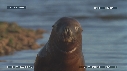 OTARIES, PISCINE