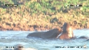 OTARIES, PISCINE