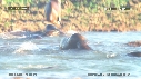OTARIES, PISCINE
