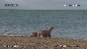OTARIES