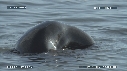 OTARIES, MER