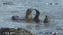 OTARIES, MER