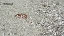 ARAIGNEES DE MER