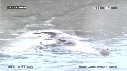 OTARIES, MER