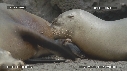 OTARIES