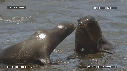 OTARIES