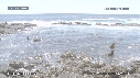 OTARIES, PISCINE
