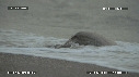 TORTUE, PLUIE