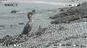 CORMORAN, IGUANES