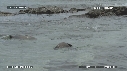 OTARIES