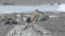 IGUANES, RAPACE