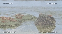 ARAIGNEES DE MER