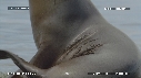 OTARIES