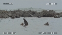 OTARIES