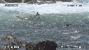 OTARIES