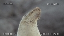OTARIES