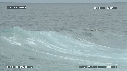 PELICAN, MER, BATEAU