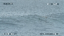 PELICAN, MER