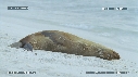 OTARIES