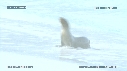 OTARIES