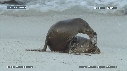 OTARIES