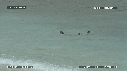 OTARIES