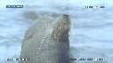 OTARIES